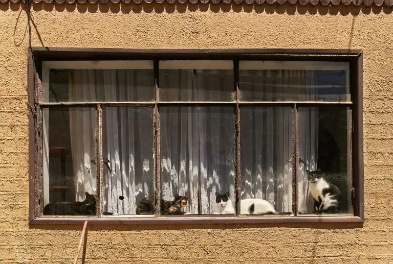 "Hay Cuatro Gatos"