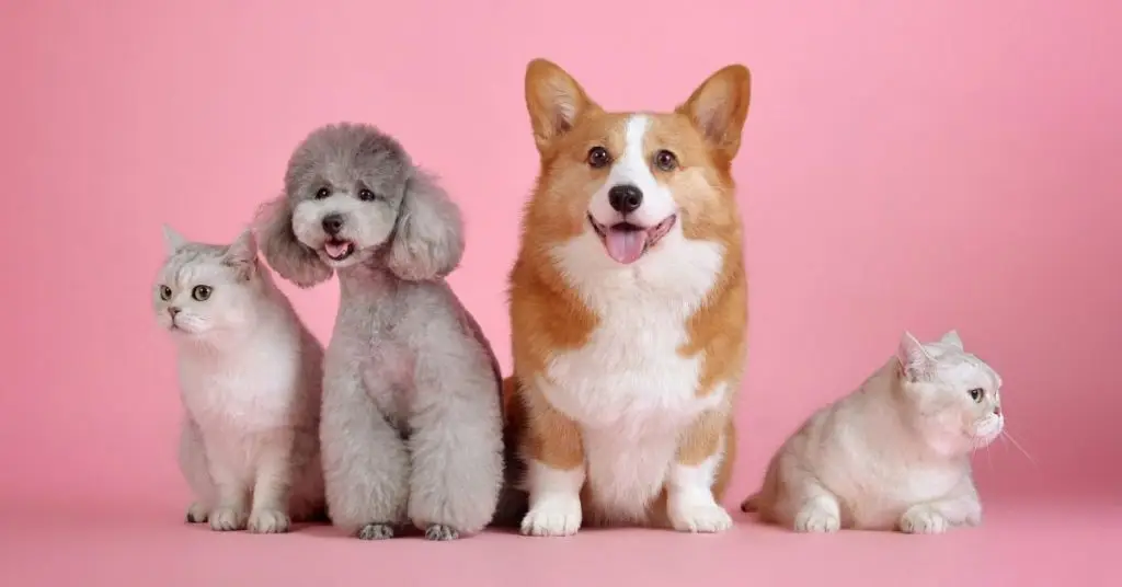 Pets in Spanish