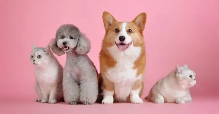 Pets in Spanish