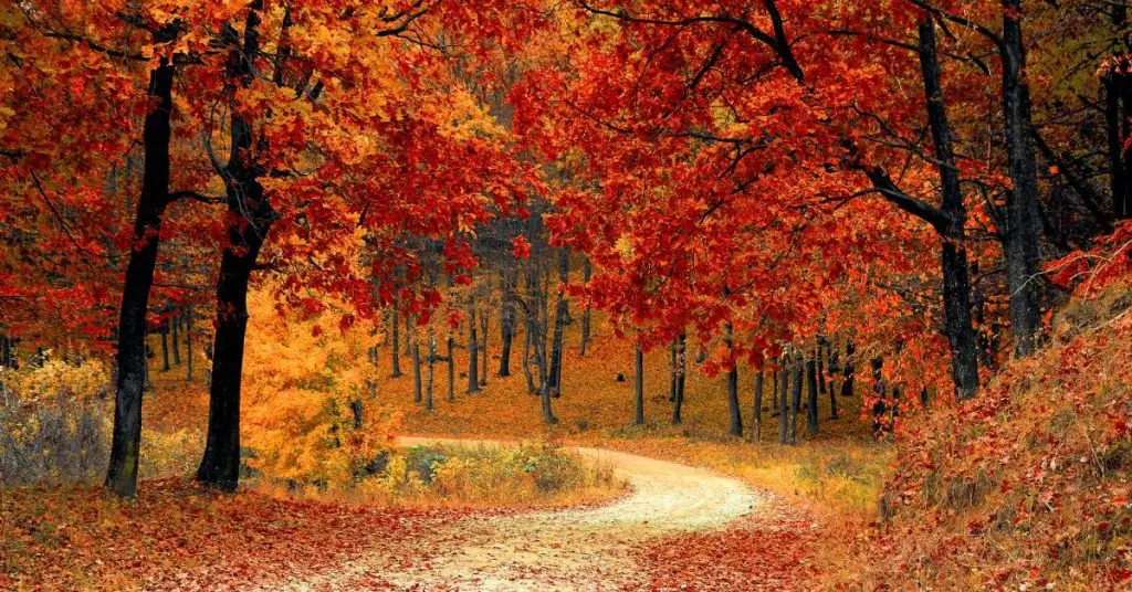 Fall Vocabulary in Spanish