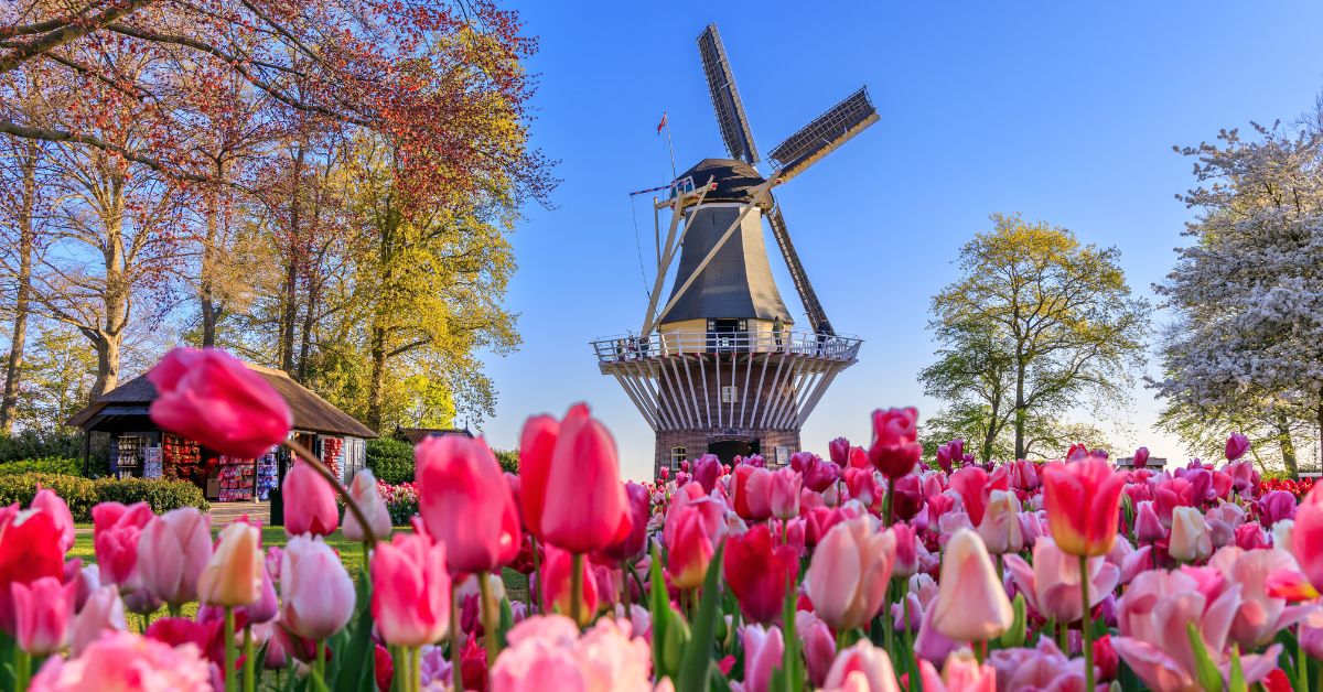 The 1,000 Most Common Dutch Words