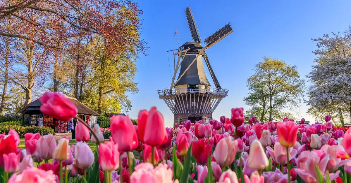 The 1,000 Most Common Dutch Words