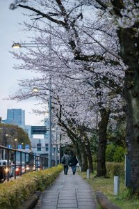 People stroll under blooming cherry blossoms.
