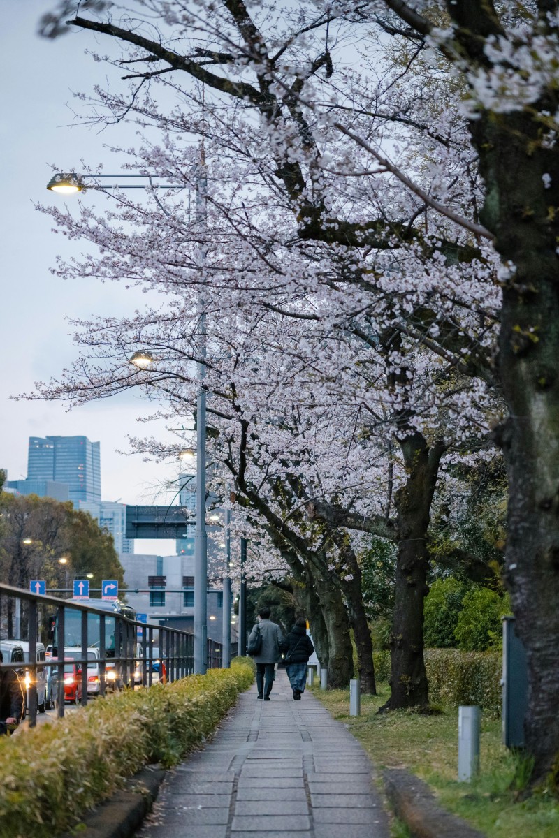 People stroll under blooming cherry blossoms.