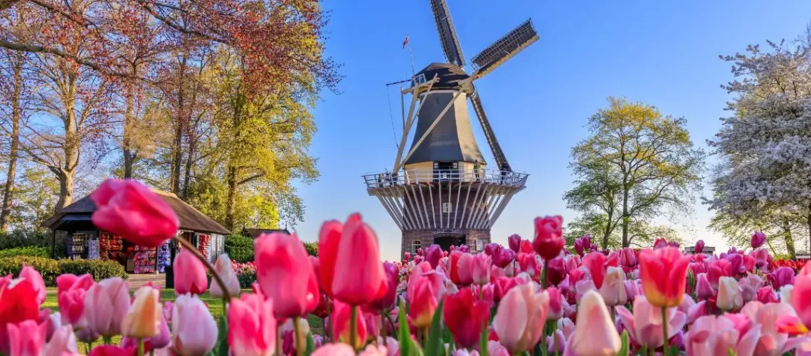 The 1,000 Most Common Dutch Words